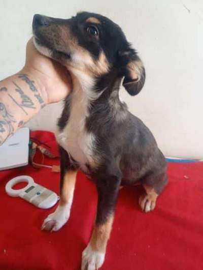 Tierschutzhunde suchen ein Zuhause-Beitrag-Bild