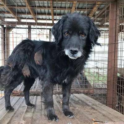 Tierschutzhunde suchen ein Zuhause-Beitrag-Bild