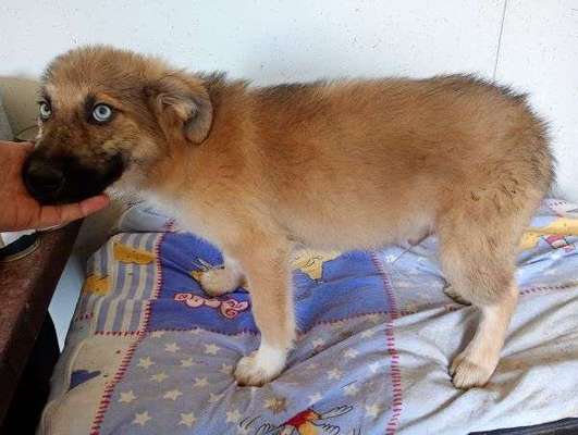 Tierschutzhunde suchen ein Zuhause-Beitrag-Bild