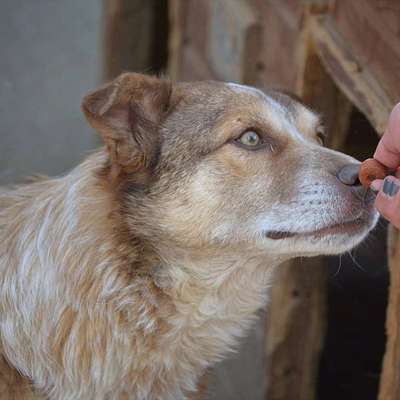 Tierschutzhunde suchen ein Zuhause-Beitrag-Bild
