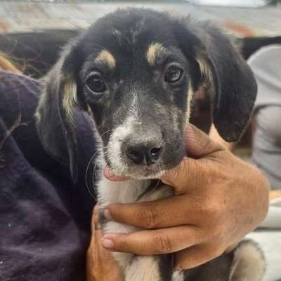 Tierschutzhunde suchen ein Zuhause-Beitrag-Bild