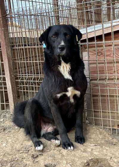 Tierschutzhunde suchen ein Zuhause-Beitrag-Bild