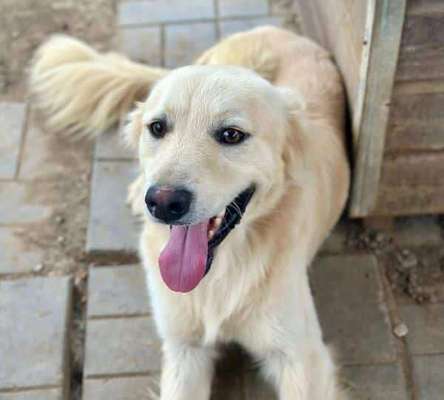 Tierschutzhunde suchen ein Zuhause-Beitrag-Bild