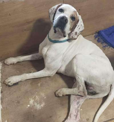 Tierschutzhunde suchen ein Zuhause-Beitrag-Bild