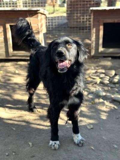 Tierschutzhunde suchen ein Zuhause-Beitrag-Bild