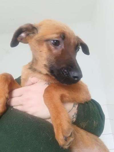 Tierschutzhunde suchen ein Zuhause-Beitrag-Bild