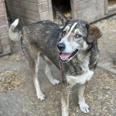 Tierschutzhunde suchen ein Zuhause-Beitrag-Bild