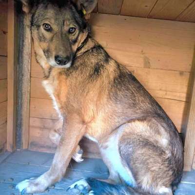 Tierschutzhunde suchen ein Zuhause-Beitrag-Bild