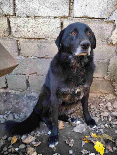 Tierschutzhunde suchen ein Zuhause-Beitrag-Bild