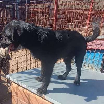 Tierschutzhunde suchen ein Zuhause-Beitrag-Bild