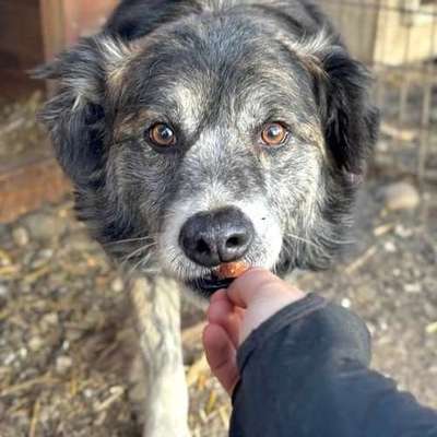 Tierschutzhunde suchen ein Zuhause-Beitrag-Bild
