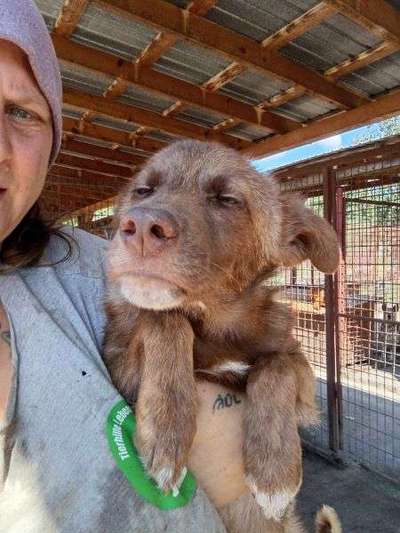 Tierschutzhunde suchen ein Zuhause-Beitrag-Bild