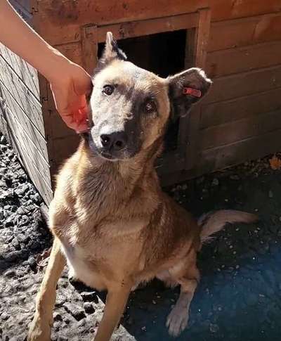 Tierschutzhunde suchen ein Zuhause-Beitrag-Bild