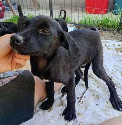 Tierschutzhunde suchen ein Zuhause-Beitrag-Bild