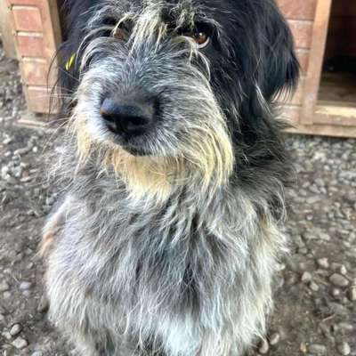 Tierschutzhunde suchen ein Zuhause-Beitrag-Bild