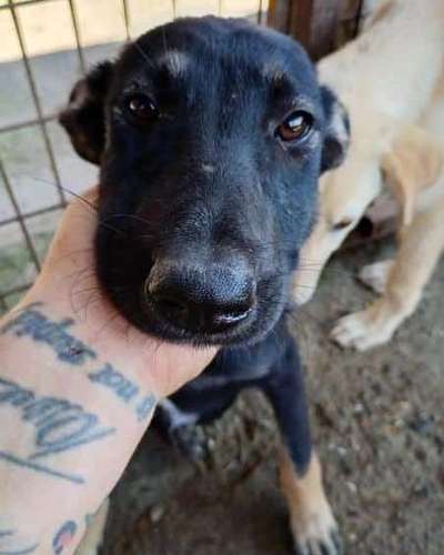 Tierschutzhunde suchen ein Zuhause-Beitrag-Bild