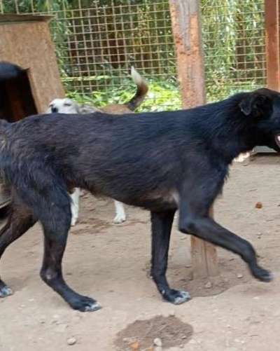 Tierschutzhunde suchen ein Zuhause-Beitrag-Bild