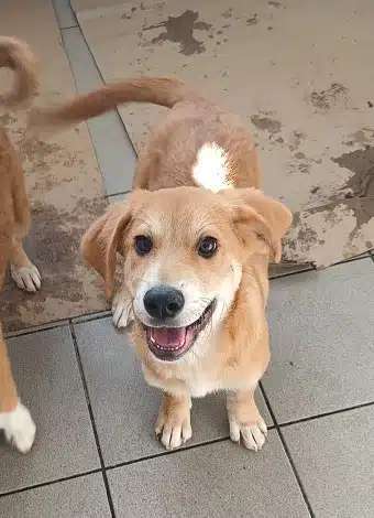 Tierschutzhunde suchen ein Zuhause-Beitrag-Bild