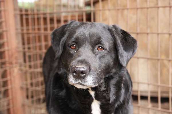 Tierschutzhunde suchen ein Zuhause-Beitrag-Bild