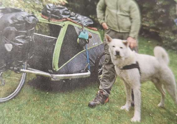 Kissen oder Decke für Hundefahrradanhänger-Beitrag-Bild