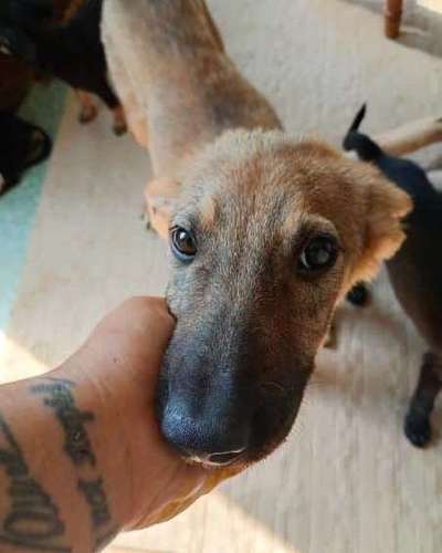 Tierschutzhunde suchen ein Zuhause-Beitrag-Bild