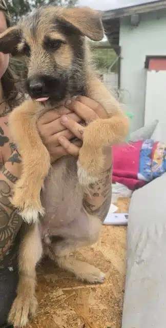 Tierschutzhunde suchen ein Zuhause-Beitrag-Bild