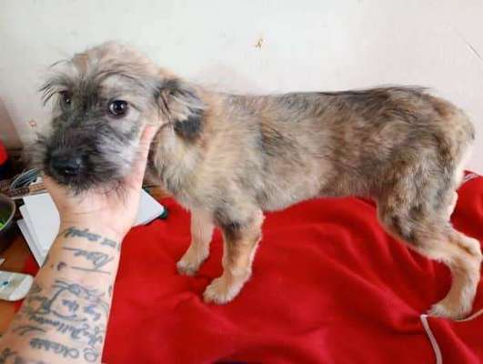 Tierschutzhunde suchen ein Zuhause-Beitrag-Bild