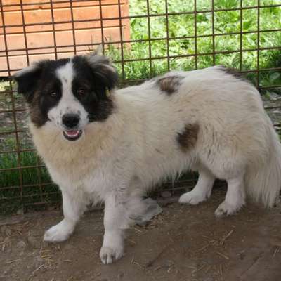 Tierschutzhunde suchen ein Zuhause-Beitrag-Bild