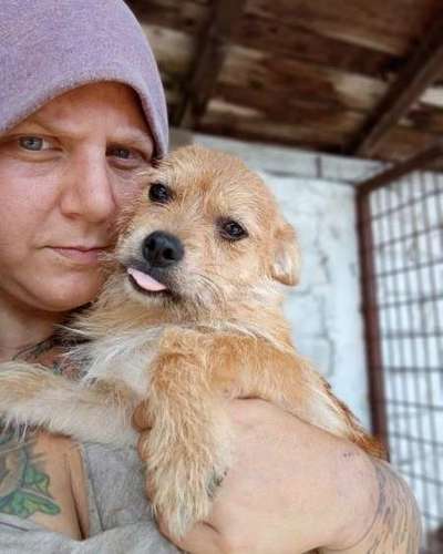 Tierschutzhunde suchen ein Zuhause-Beitrag-Bild