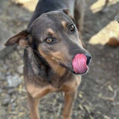 Tierschutzhunde suchen ein Zuhause-Beitrag-Bild