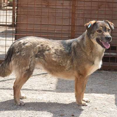 Tierschutzhunde suchen ein Zuhause-Beitrag-Bild