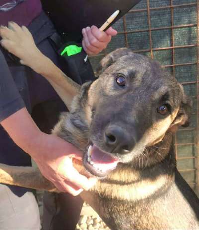 Tierschutzhunde suchen ein Zuhause-Beitrag-Bild