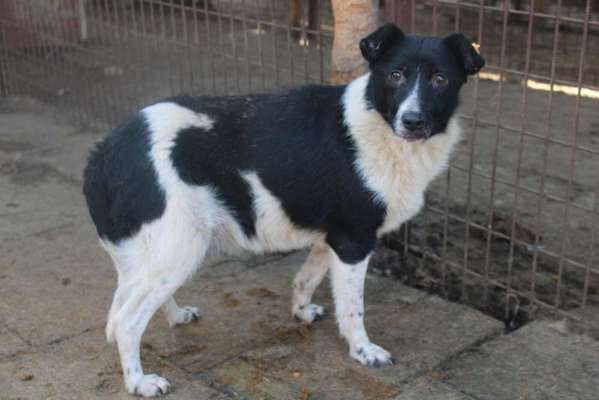 Tierschutzhunde suchen ein Zuhause-Beitrag-Bild