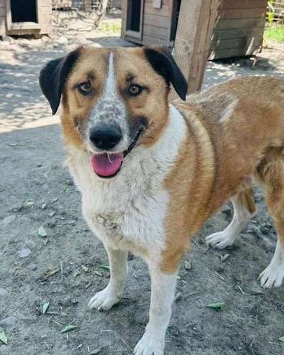 Tierschutzhunde suchen ein Zuhause-Beitrag-Bild