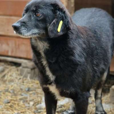 Tierschutzhunde suchen ein Zuhause-Beitrag-Bild