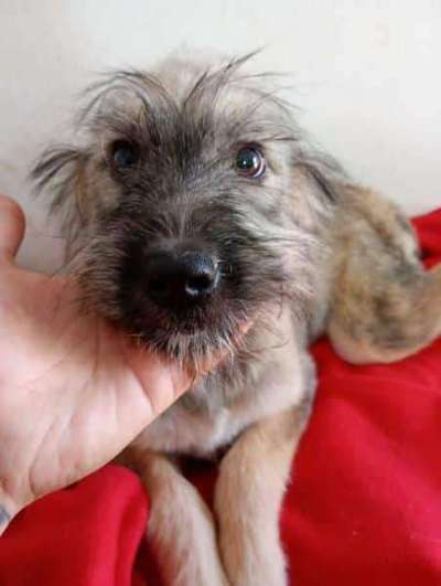 Tierschutzhunde suchen ein Zuhause-Beitrag-Bild