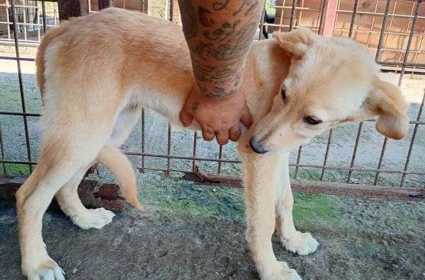 Tierschutzhunde suchen ein Zuhause-Beitrag-Bild