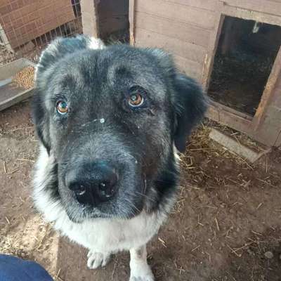 Tierschutzhunde suchen ein Zuhause-Beitrag-Bild