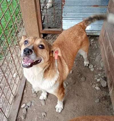 Tierschutzhunde suchen ein Zuhause-Beitrag-Bild