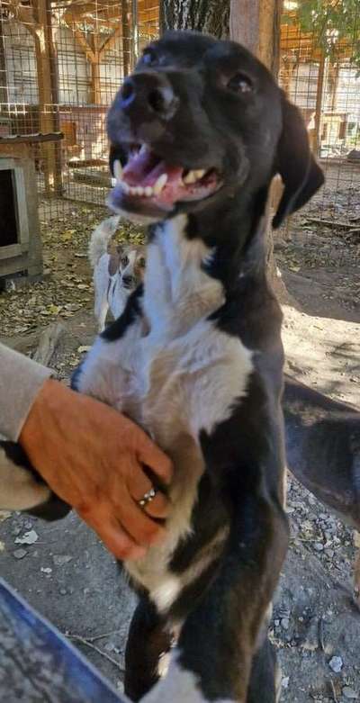 Tierschutzhunde suchen ein Zuhause-Beitrag-Bild