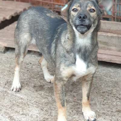 Tierschutzhunde suchen ein Zuhause-Beitrag-Bild