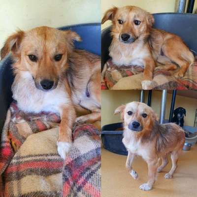 Tierschutzhunde suchen ein Zuhause-Beitrag-Bild