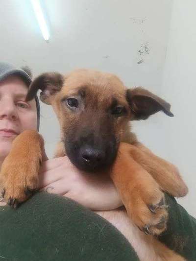 Tierschutzhunde suchen ein Zuhause-Beitrag-Bild