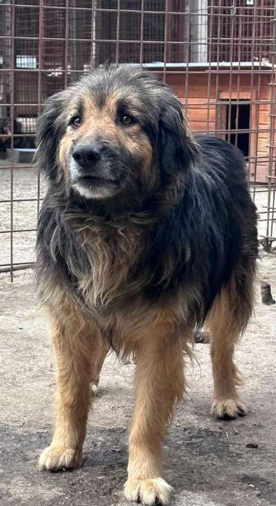 Tierschutzhunde suchen ein Zuhause-Beitrag-Bild