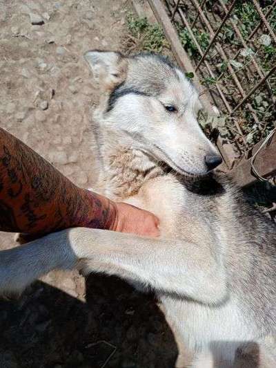 Tierschutzhunde suchen ein Zuhause-Beitrag-Bild