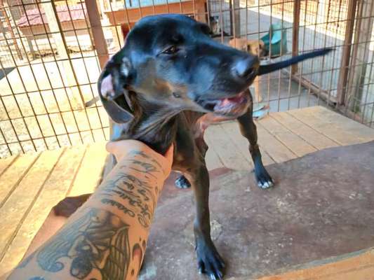 Tierschutzhunde suchen ein Zuhause-Beitrag-Bild