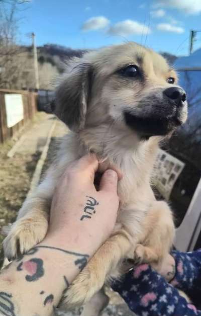 Tierschutzhunde suchen ein Zuhause-Beitrag-Bild