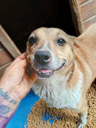 Tierschutzhunde suchen ein Zuhause-Beitrag-Bild