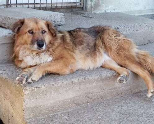 Tierschutzhunde suchen ein Zuhause-Beitrag-Bild