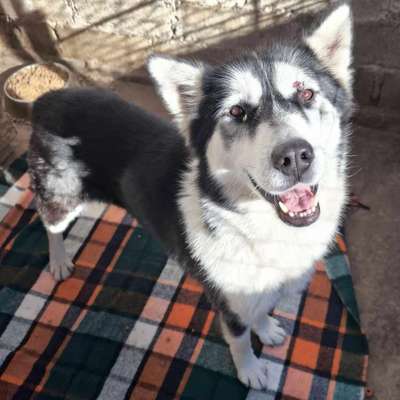 Tierschutzhunde suchen ein Zuhause-Beitrag-Bild